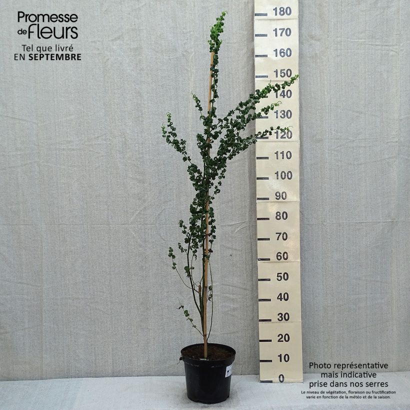 Exemplaar van Salix babylonica Crispa - Treurwilg Pot van 7,5 l/10 l zoals geleverd in de zomer