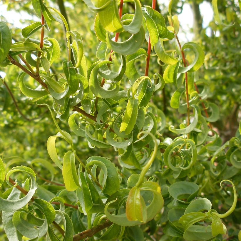 Salix caprea Curly Locks - Boswilg (Blad)