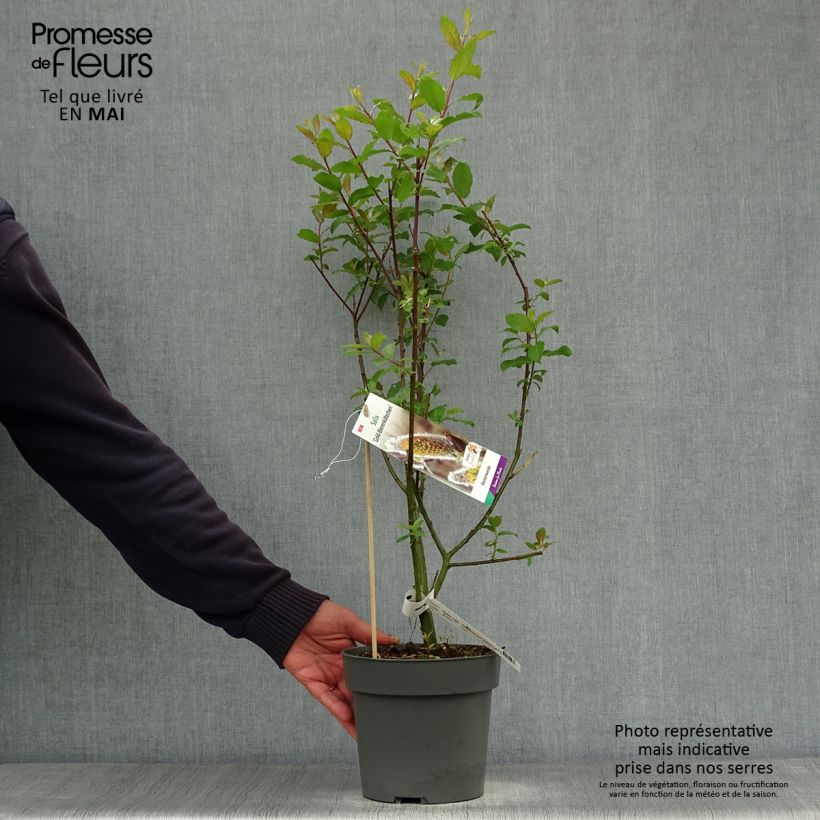 Exemplaar van Salix caprea Gold-Bienenkätzchen - Boswilg Pot van 3 l/4 l zoals geleverd in de lente
