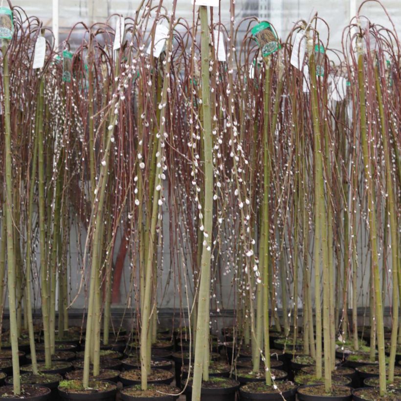 Salix caprea Kilmarnock - Boswilg Kilmarnock (Groeiplaats)