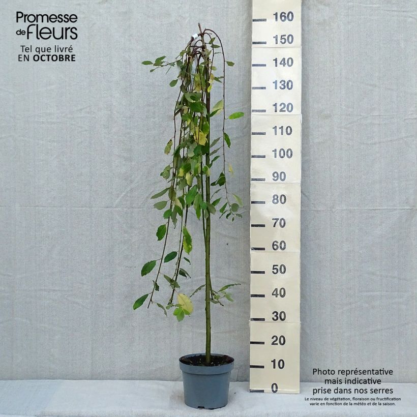 Exemplaar van Salix caprea Kilmarnock - Boswilg Kilmarnock Pot van 4 l/5 l, Stengel zoals geleverd in de herfst