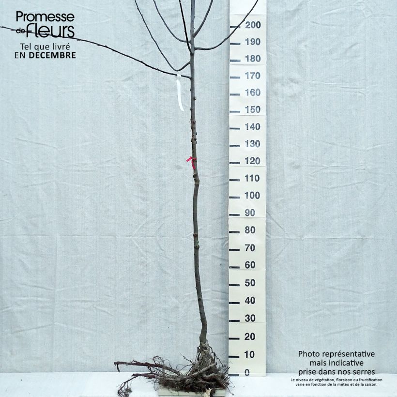 Exemplaar van Salix caprea - Boswilg Naakte wortel, Stengel zoals geleverd in de winter