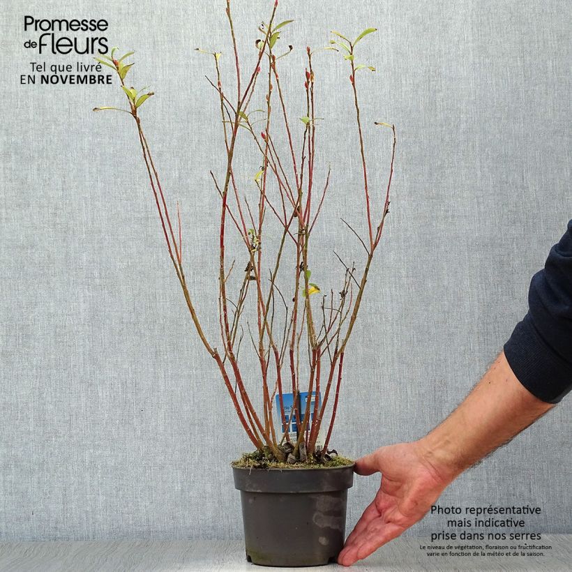 Exemplaar van Salix gracilistyla Mount Aso - Katjeswilg Pot van 2 l/3 l zoals geleverd in de herfst