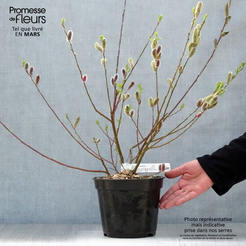 Exemplaar van Salix gracilistyla Mount Aso - Katjeswilg Pot van 4 l/5 l zoals geleverd in de lente