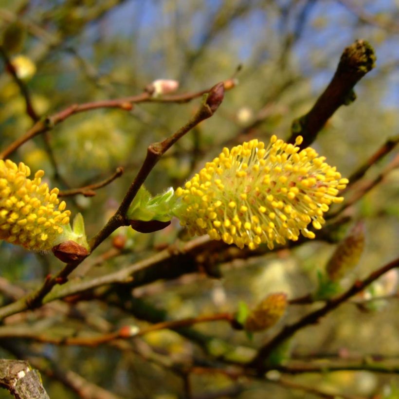 Salix cinerea - Grauwe wilg (Bloei)