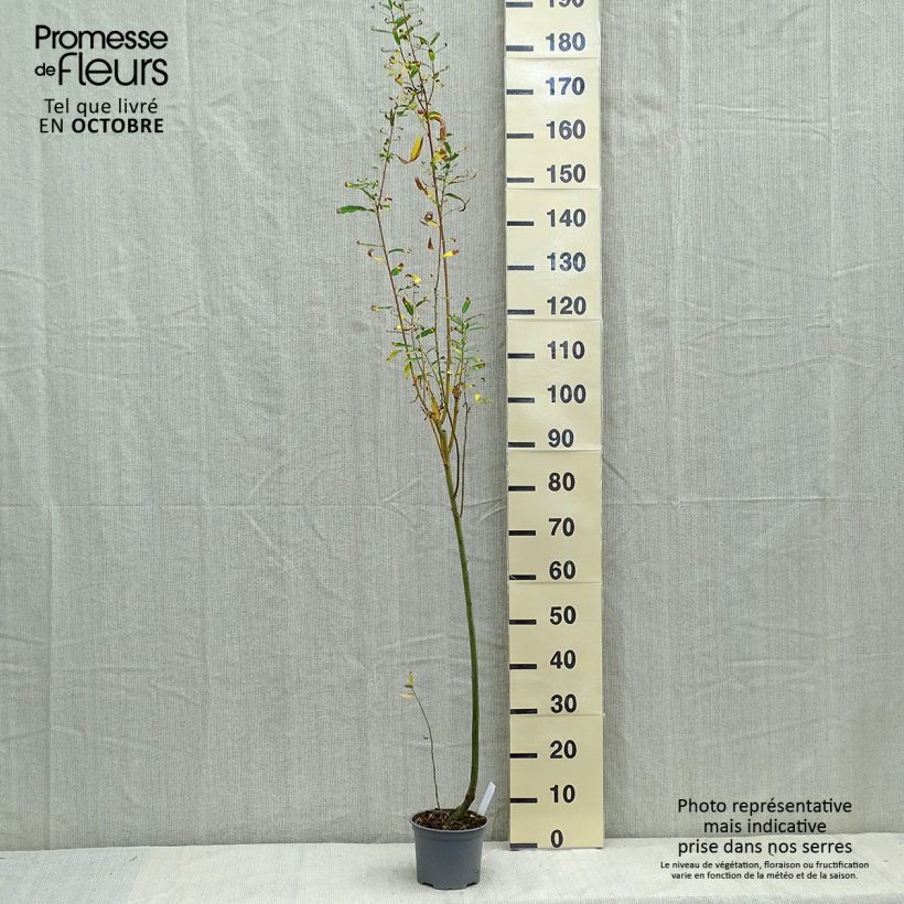 Exemplaar van Salix cinerea - Grauwe wilg Pot van 2 l/3 l zoals geleverd in de herfst