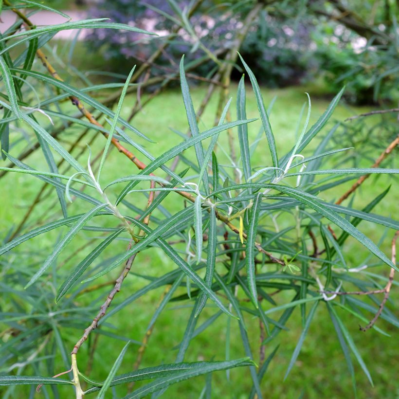 Salix elaeagnos Angustifolia - Grijze wilg (Blad)