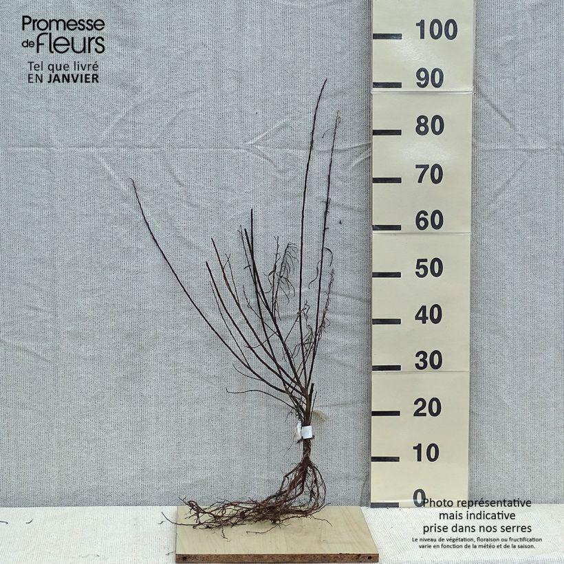 Exemplaar van Salix elaeagnos Angustifolia - Grijze wilg Naakte wortel zoals geleverd in de winter
