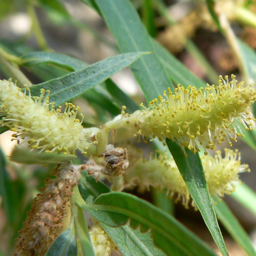 Salix exigua - Smalbladige wilg (Bloei)