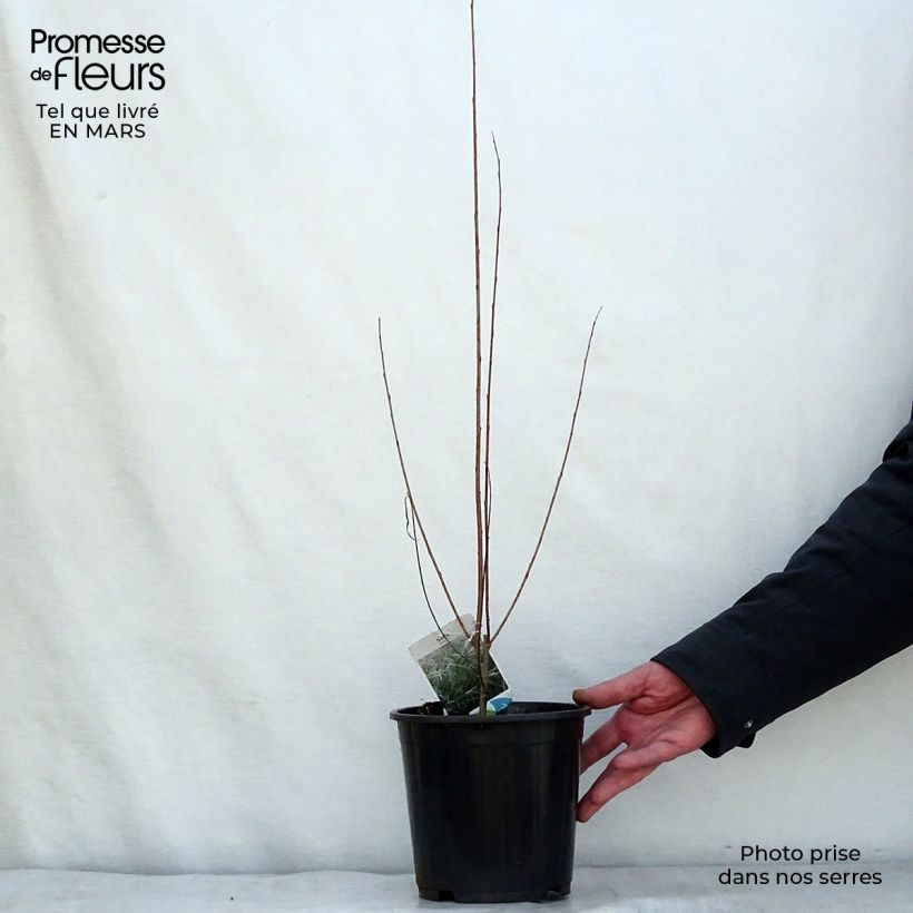 Exemplaar van Salix exigua - Smalbladige wilg Pot van 3 l/4 l zoals geleverd in de lente