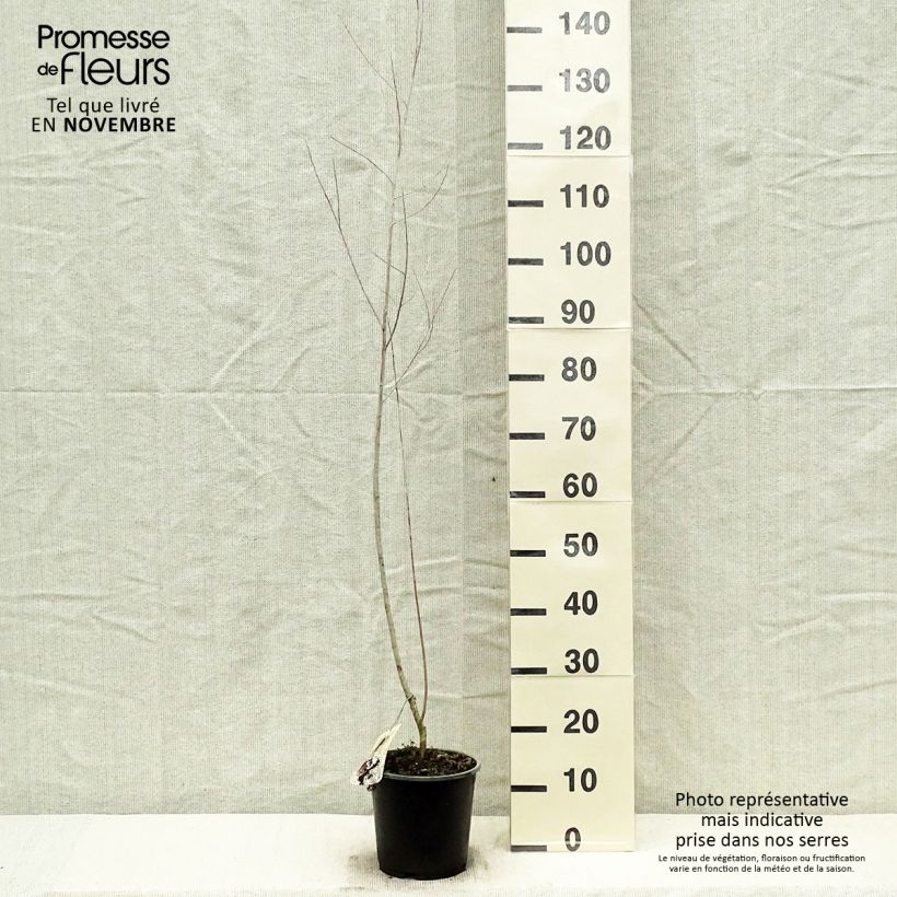 Exemplaar van Salix exigua - Smalbladige wilg Pot van 3 l/4 l zoals geleverd in de herfst