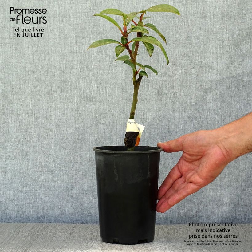 Exemplaar van Salix fargesii - Chinese wilg Pot van 4 l/5 l zoals geleverd in de zomer