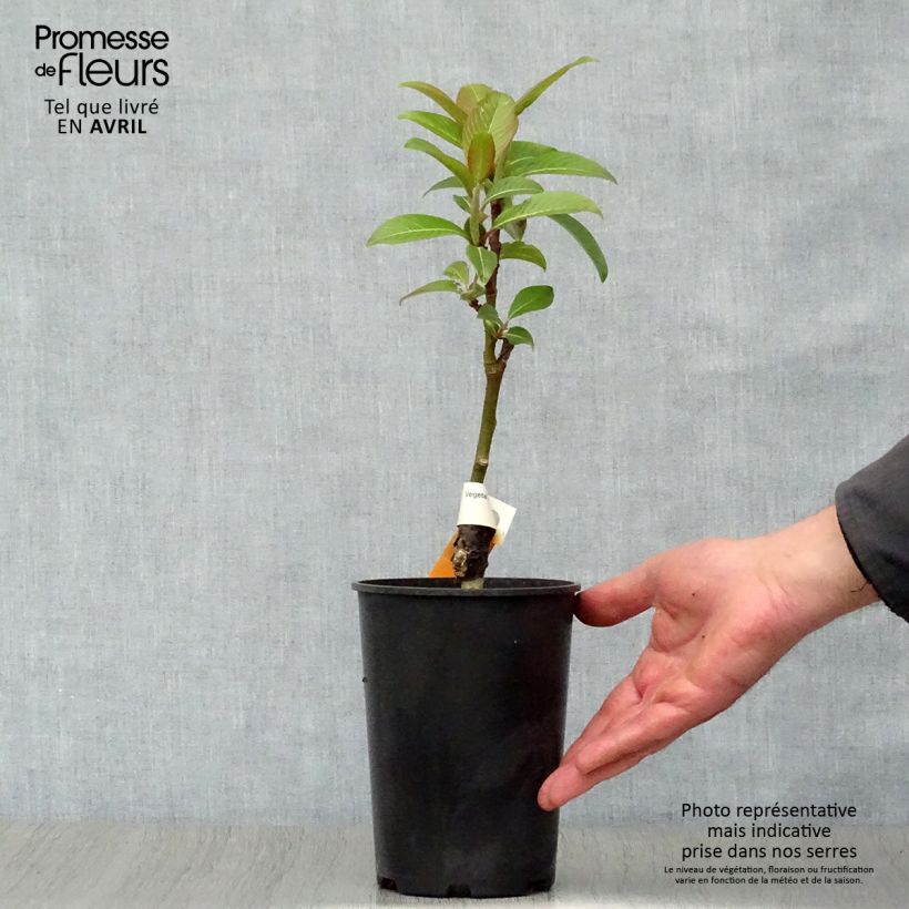 Exemplaar van Salix fargesii - Chinese wilg Pot van 4 l/5 l zoals geleverd in de lente
