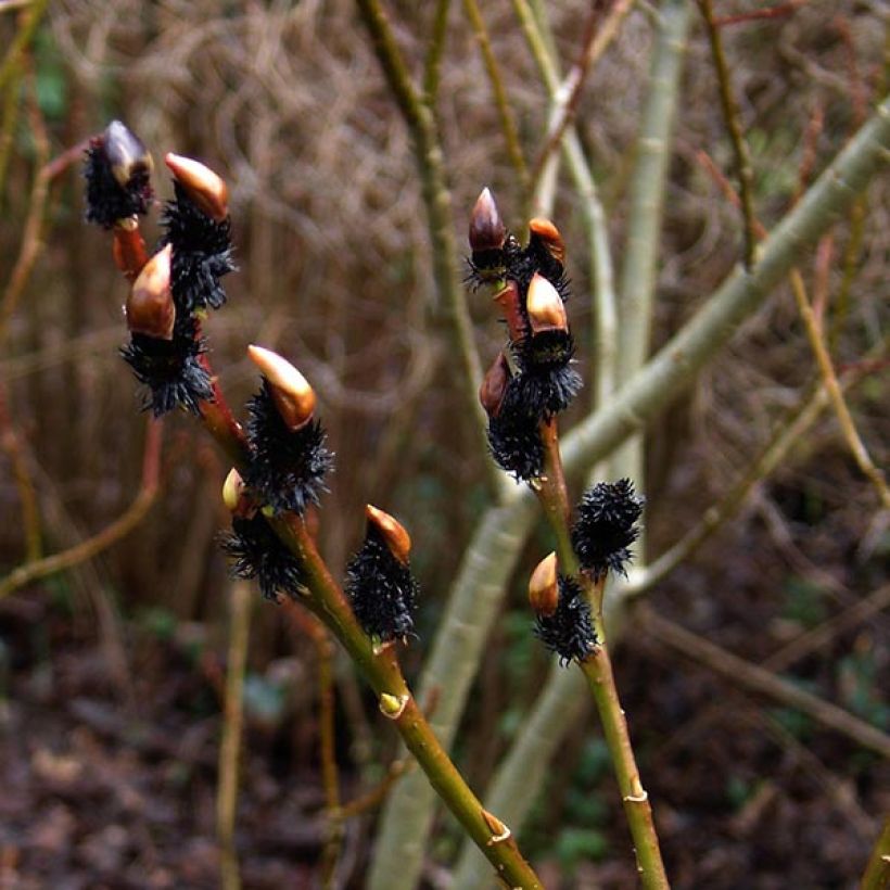 Salix gracilistyla - Katjeswilg (Bloei)