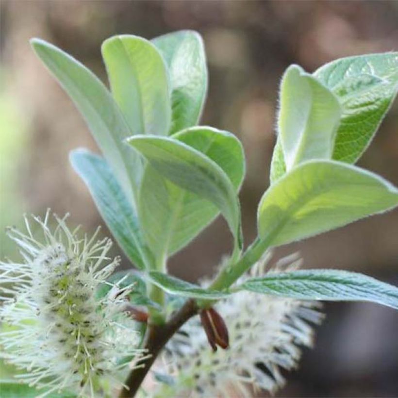 Salix helvetica - Zwitserse wilg (Blad)