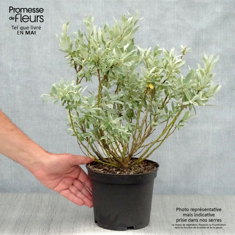 Exemplaar van Salix helvetica - Zwitserse wilg Pot van 2 l/3 l zoals geleverd in de lente