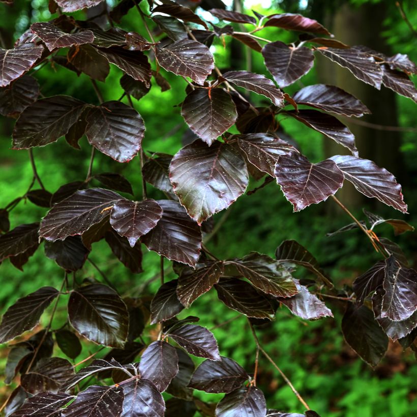 Salix purpurea Nana - Bittere wilg (Blad)