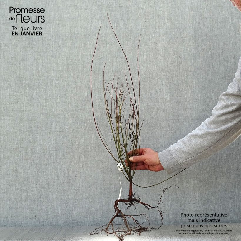 Exemplaar van Salix purpurea Nana - Bittere wilg Naakte wortel zoals geleverd in de winter