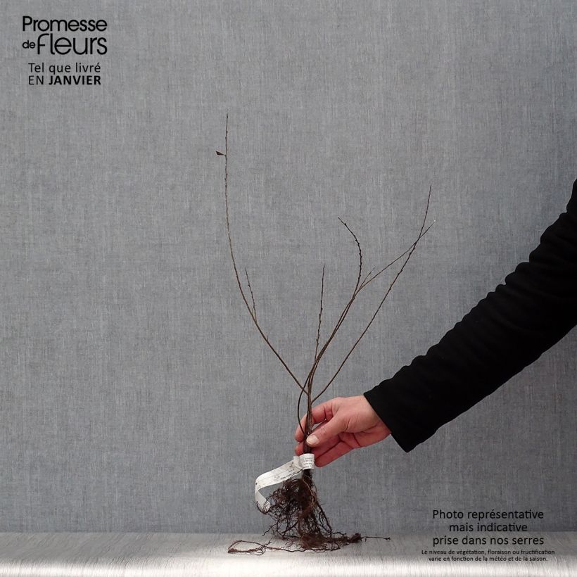 Exemplaar van Salix repens Nitida - Kruipwilg Naakte wortel zoals geleverd in de winter