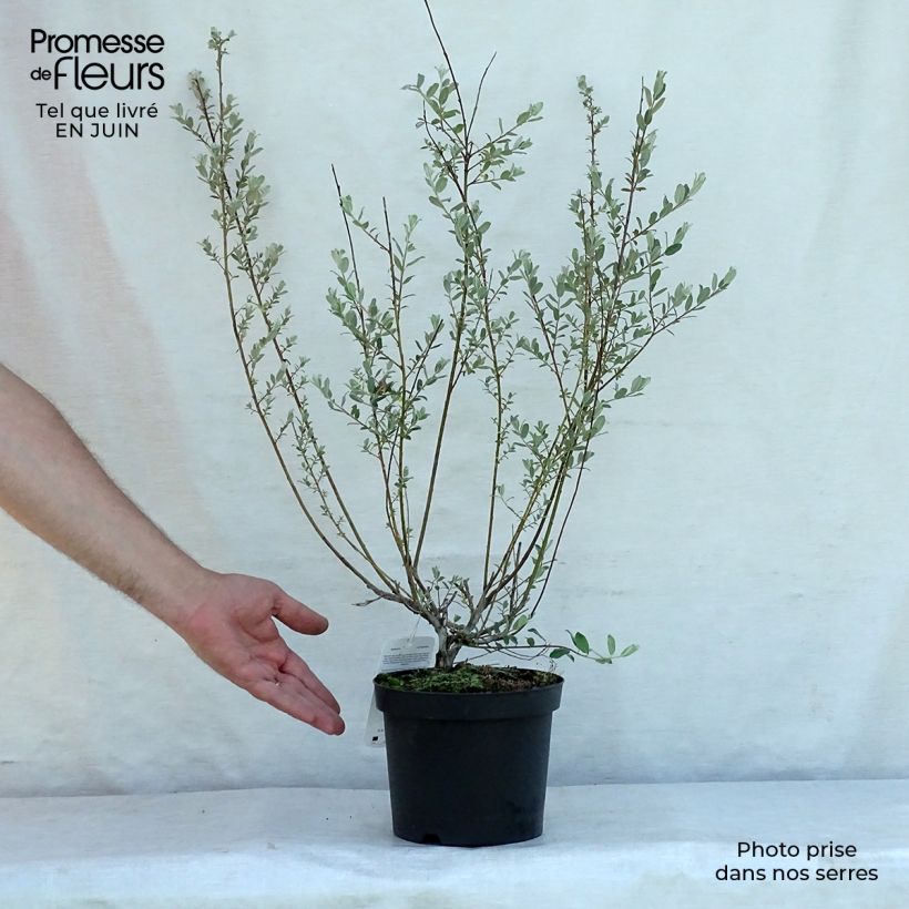 Exemplaar van Salix repens - Kruipwilg Pot van 2 l/3 l zoals geleverd in de zomer