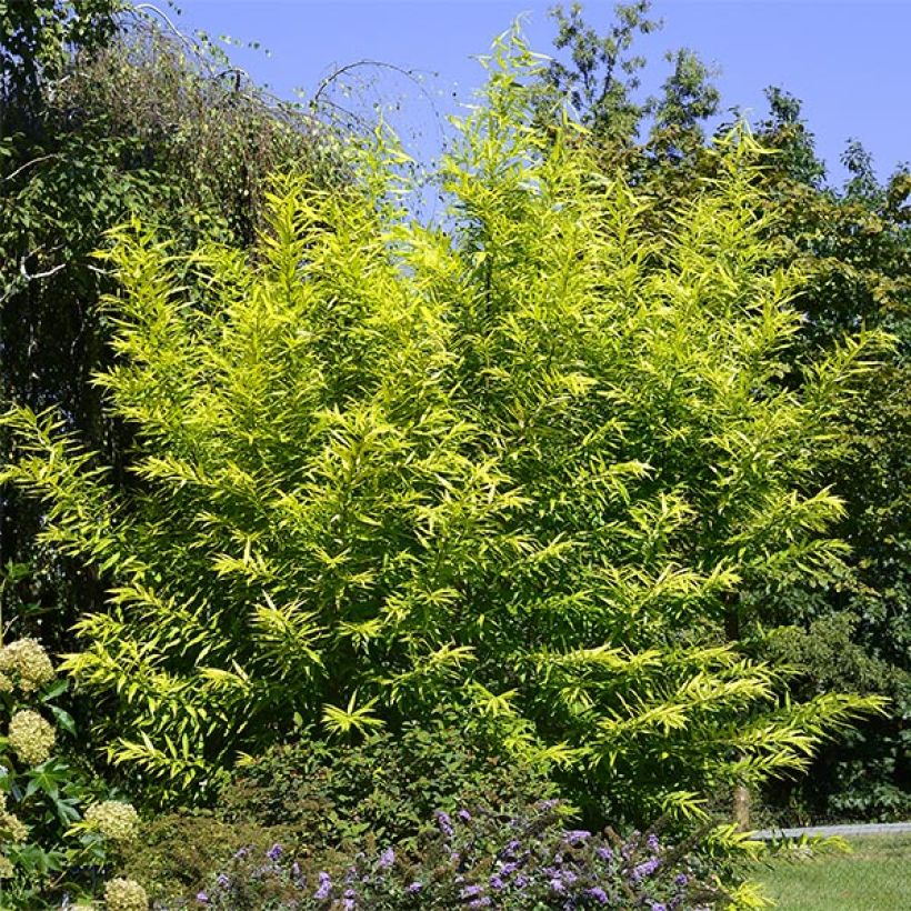 Salix sachalinensis Golden Sunshine - Bandwilg (Groeiplaats)