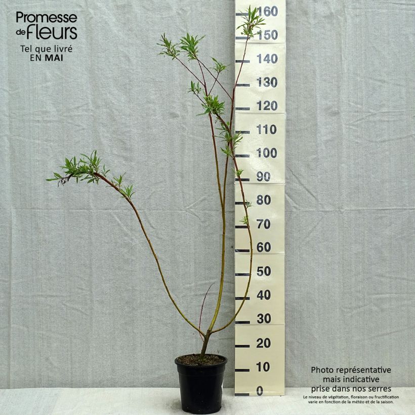 Example of Salix sachalinensis Sekka - Bandwilg Pot van 3 l/4 l as you get in printemps