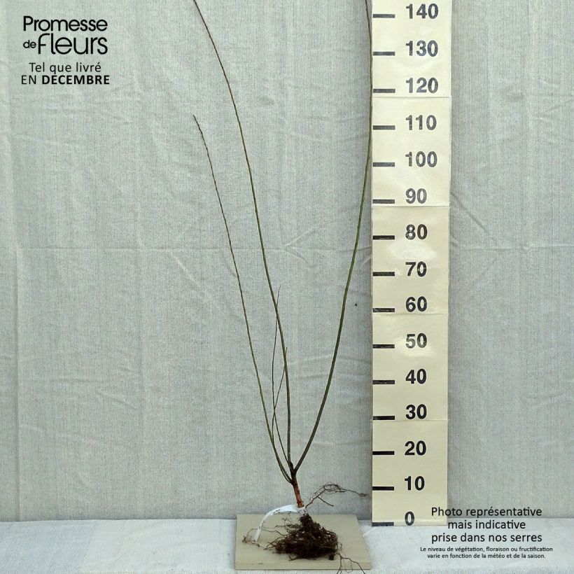 Exemplaar van Salix triandra - Amandelwilg Naakte wortel zoals geleverd in de winter