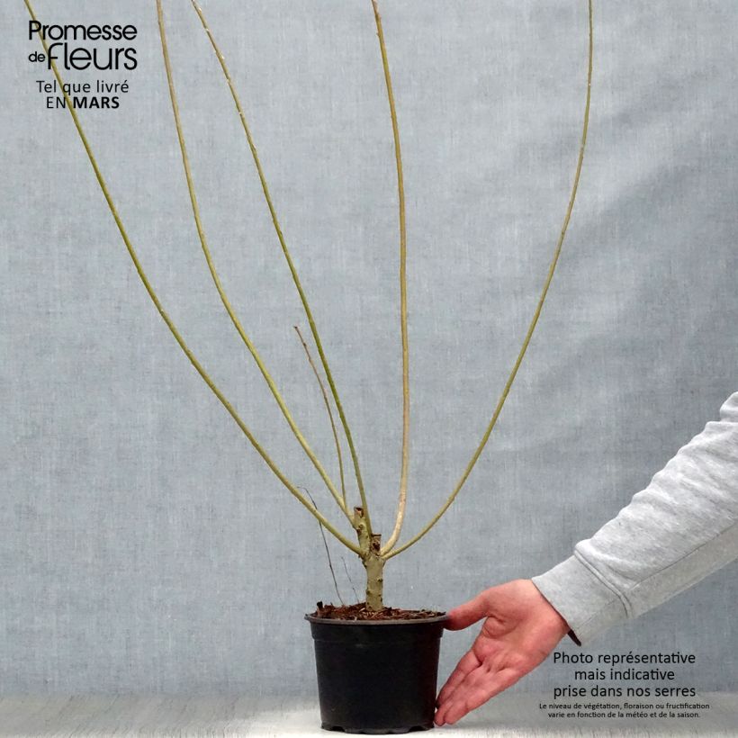 Example of Salix viminalis - Katwilg Pot van 1,5 l/2 l as you get in printemps