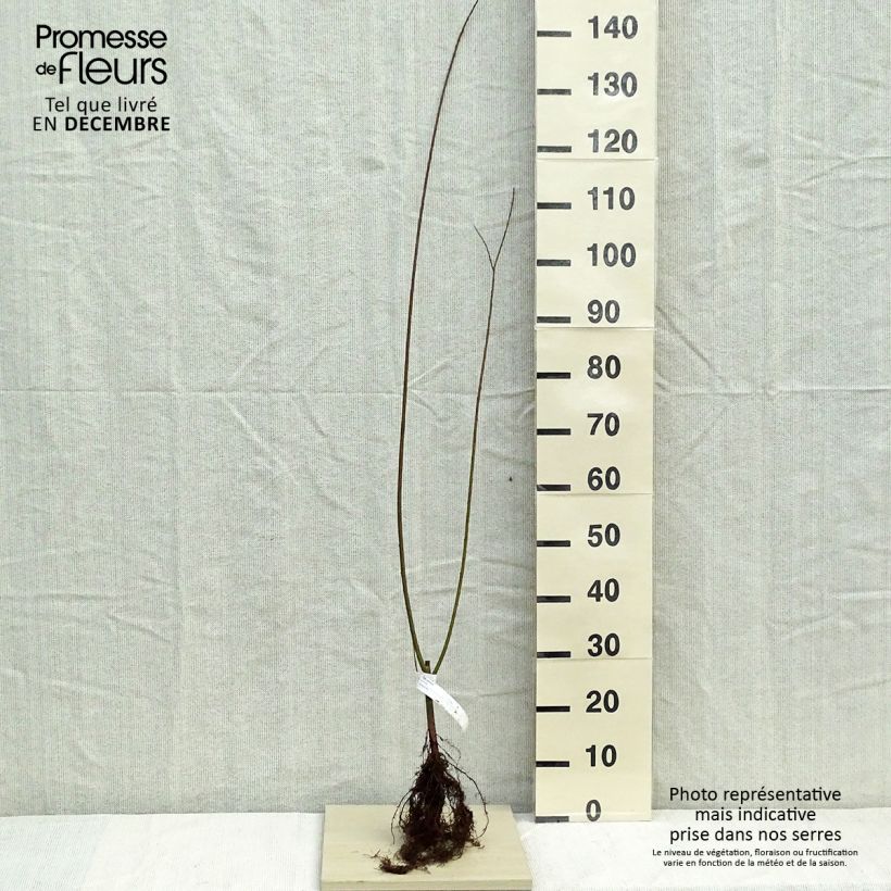 Example of Salix viminalis - Katwilg Naakte wortel as you get in hiver