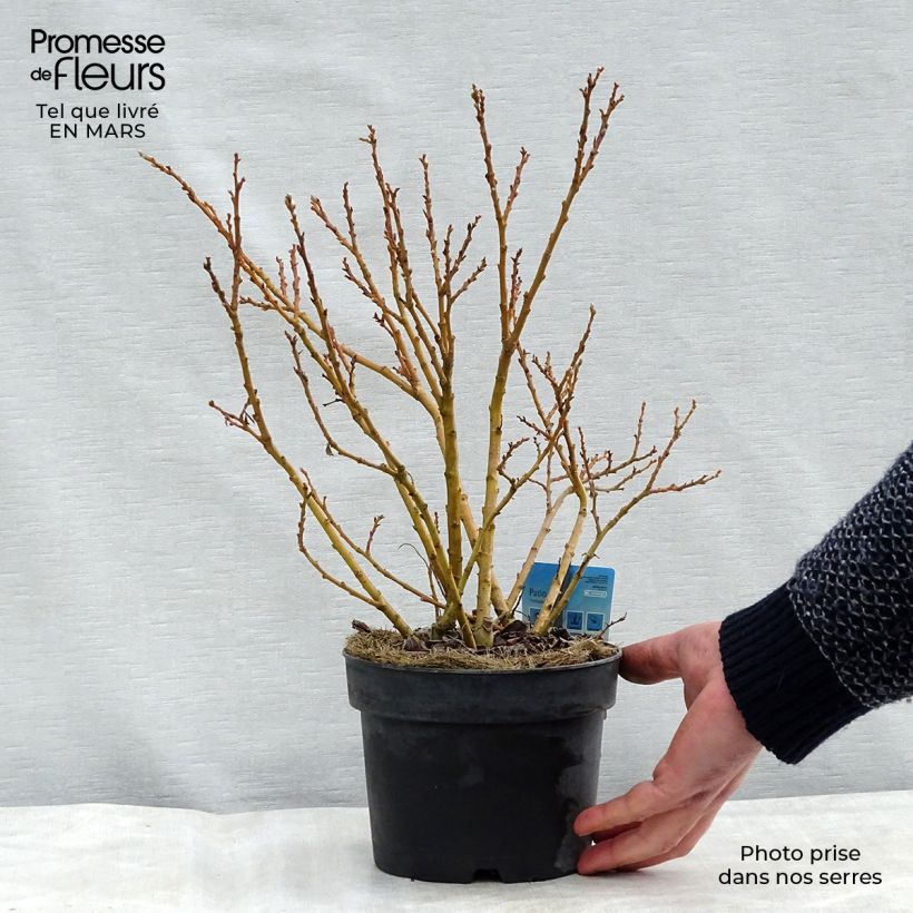 Exemplaar van Salix x tetrapla - Wilg Pot van 2 l/3 l zoals geleverd in de winter