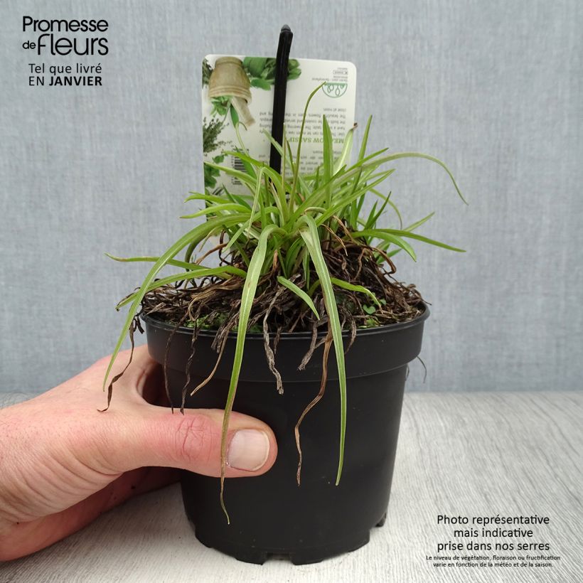 Exemplaar van Morgenster - Tragopogon pratensis Pot van 1,5 l/2 l zoals geleverd in de winter