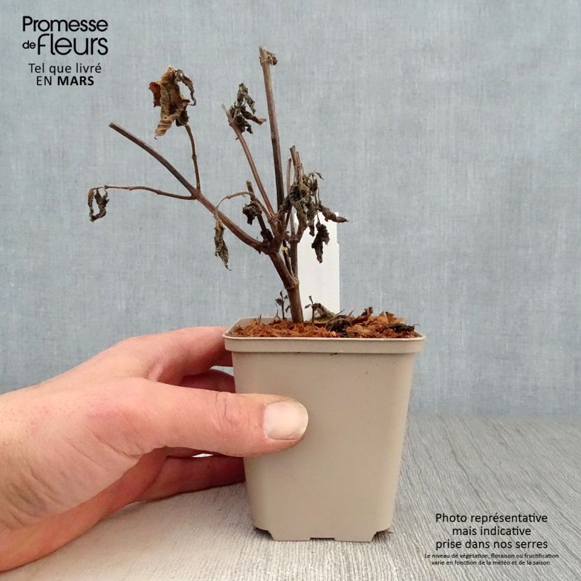 Exemplaar van Salvia guaranitica Amante - Reuzensalie Kweekpotje van 8/9 cm zoals geleverd in de lente