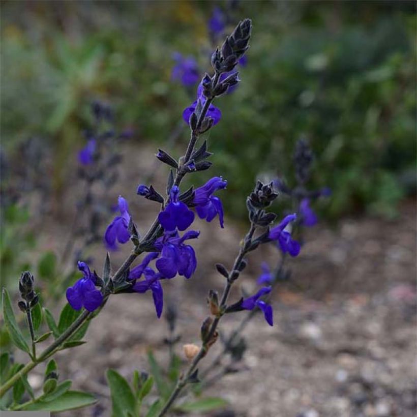Salvia microphylla Blue Note - Struiksalie (Bloei)