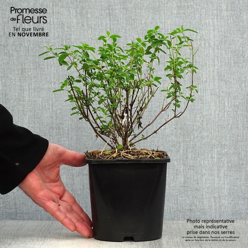 Exemplaar van Salvia Delice Feline - Herfstsalie Pot van 2 l/3 l zoals geleverd in de herfst