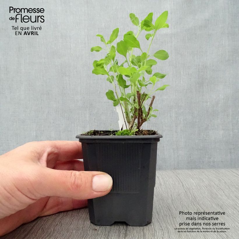 Exemplaar van Salvia Dysons Joy - Herfstsalie Kweekpotje van 8/9 cm zoals geleverd in de lente