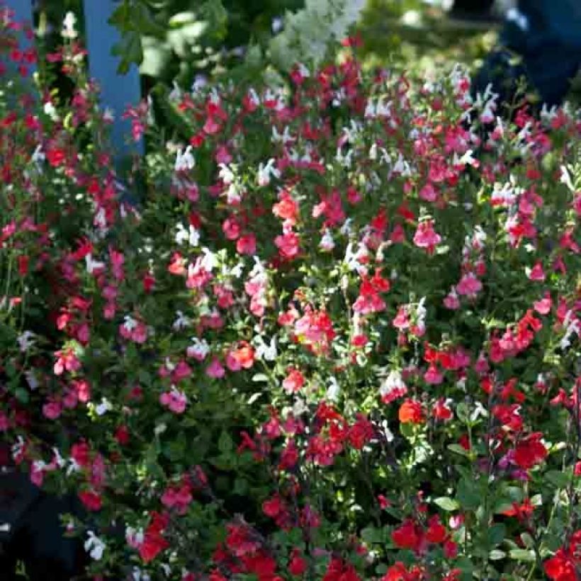 Salvia microphylla Hot Lips - Struiksalie (Groeiplaats)