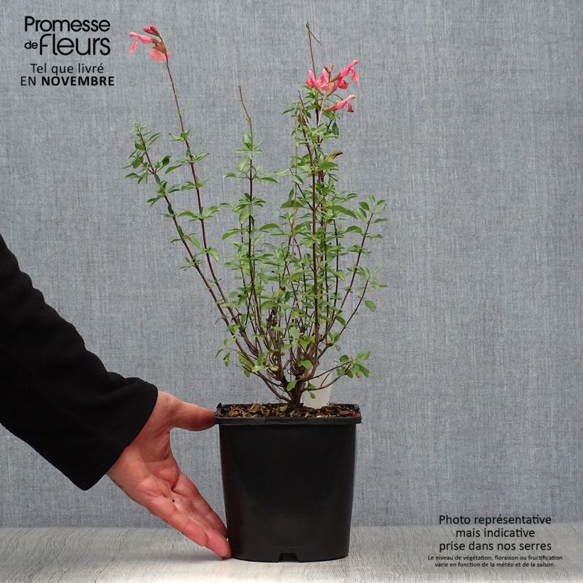 Exemplaar van Salvia Papajan - Herfstsalie Pot van 2 l/3 l zoals geleverd in de herfst