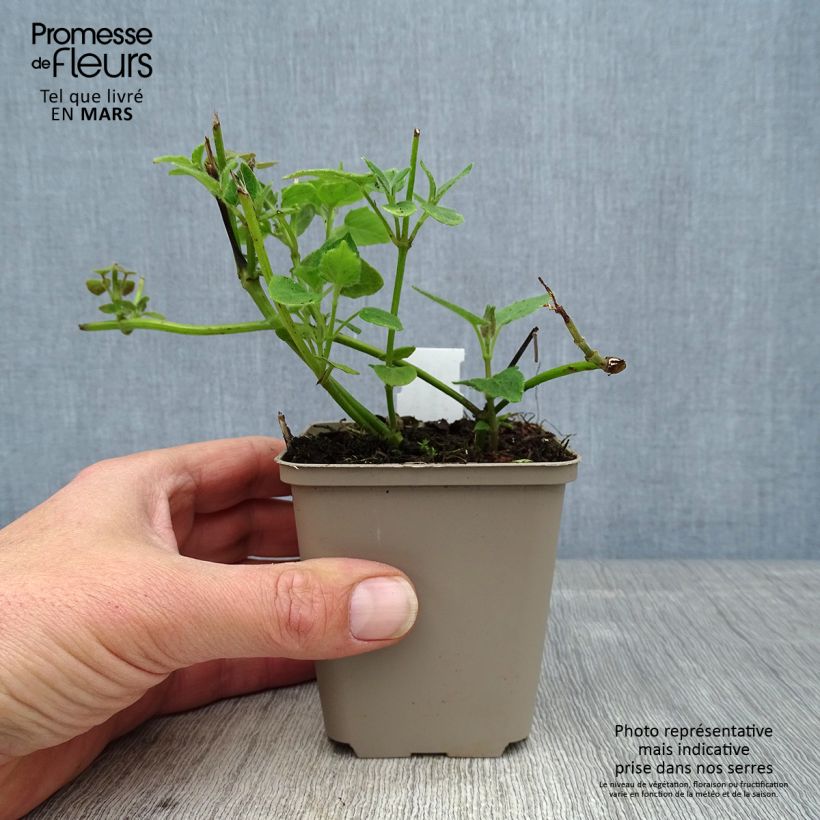 Exemplaar van Salvia cacaliifolia - Salie Kweekpotje van 8/9 cm zoals geleverd in de lente