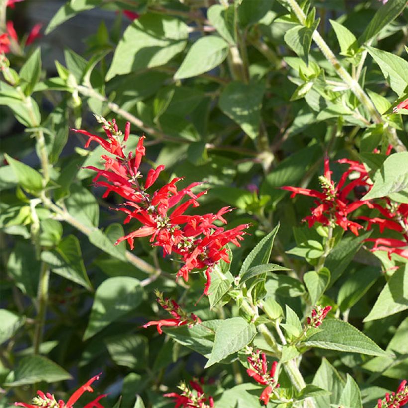 Salvia elegans Pineapple - Ananassalie (Bloei)