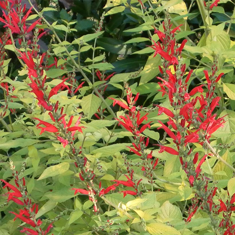 Salvia elegans Golden Delicious - Ananassalie (Bloei)