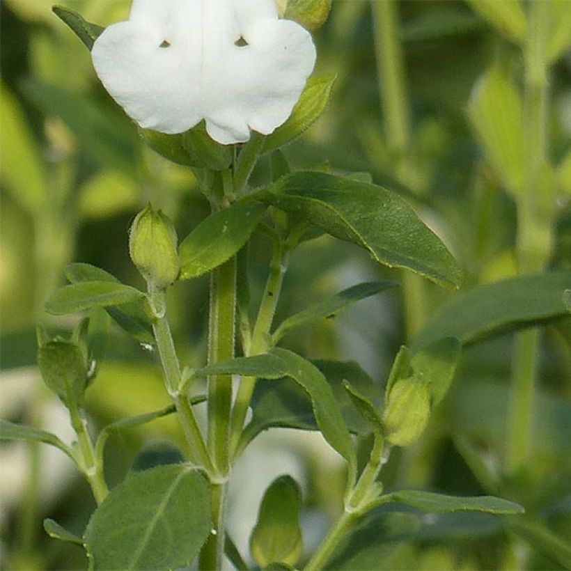 Salvia greggii Alba - Herfstsalie (Blad)