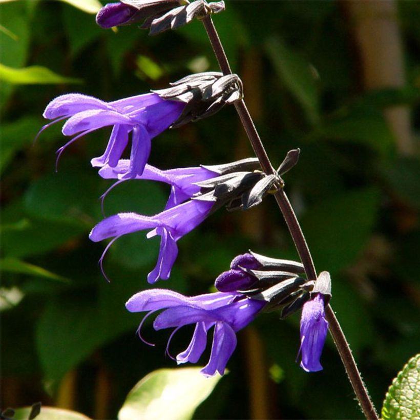 Salvia guaranitica Black and Blue - Reuzensalie (Bloei)