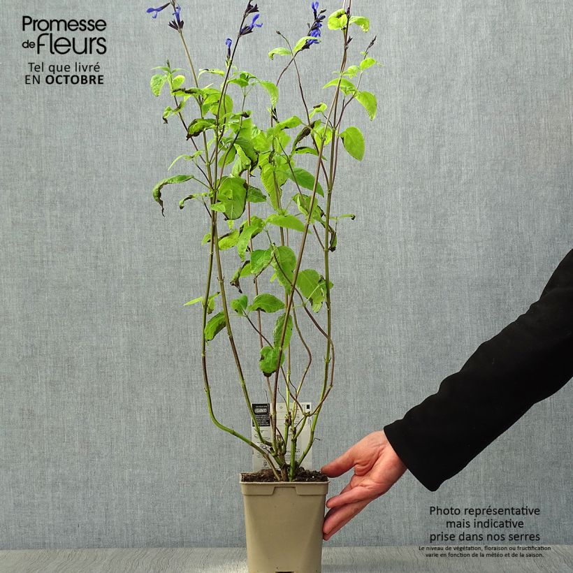 Exemplaar van Salvia guaranitica Black and Blue - Reuzensalie Pot van 2 l/3 l zoals geleverd in de herfst