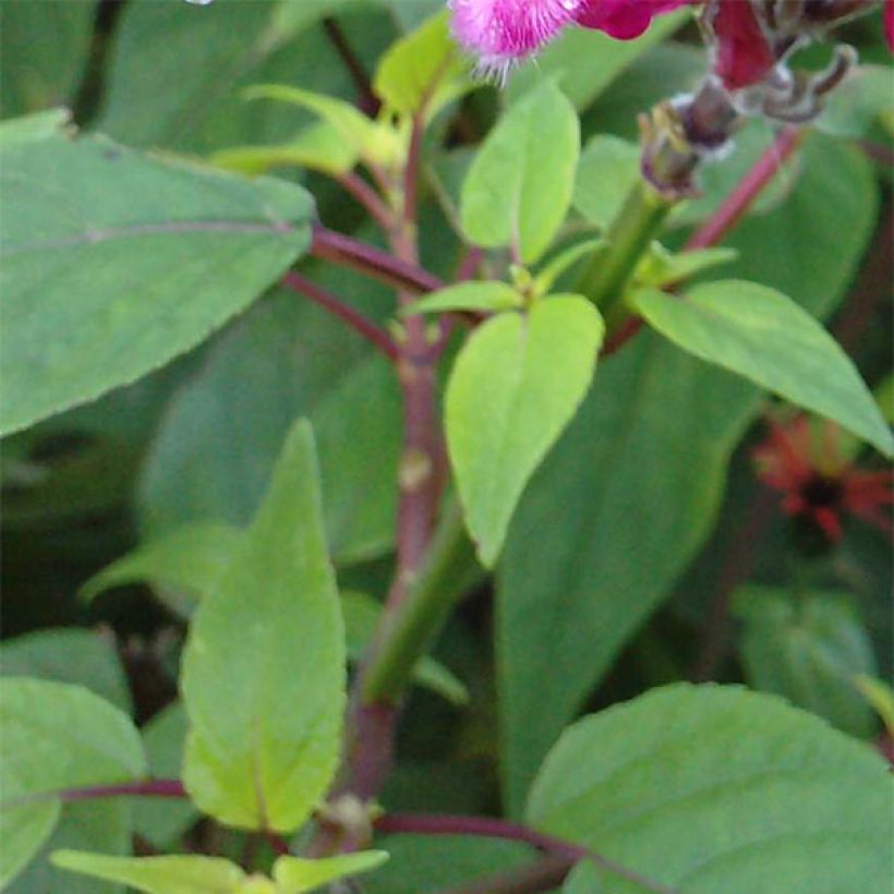 Salvia involucrata Bethelii - Salie (Blad)