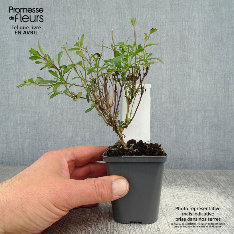 Exemplaar van Salvia jamensis Violette de Loire Barsal - Struiksalie Kweekpotje van 7/8 cm zoals geleverd in de lente