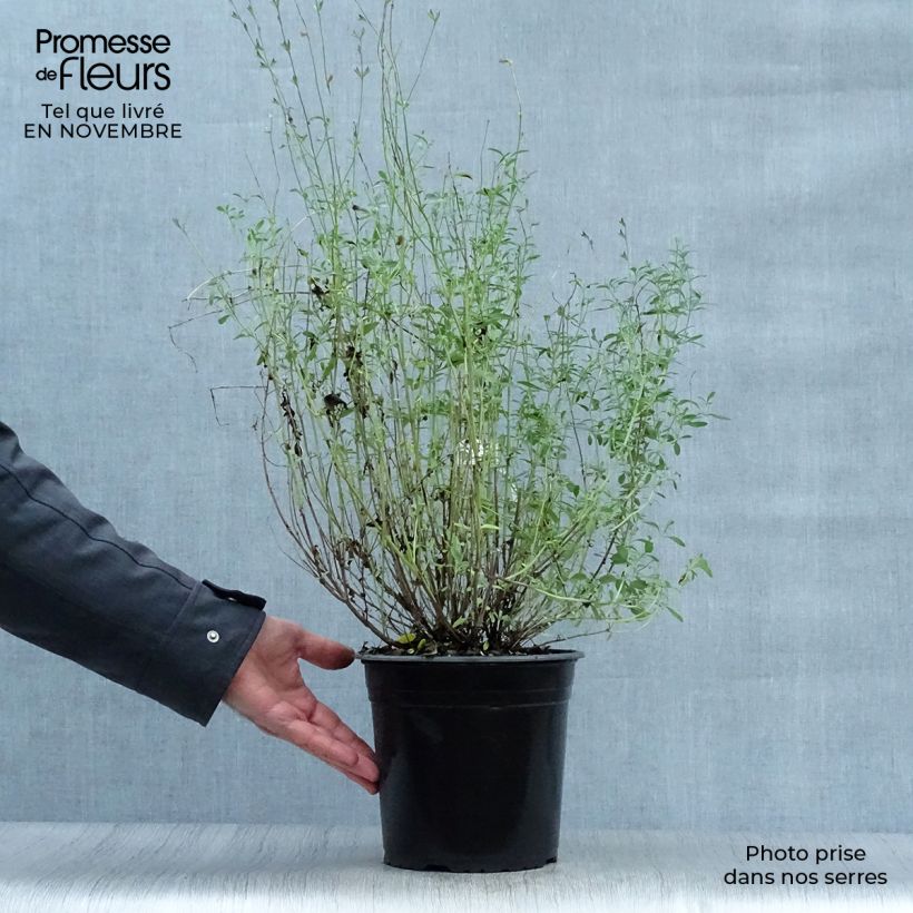Exemplaar van Salvia jamensis Violette de Loire Barsal - Struiksalie Pot van 2 l/3 l zoals geleverd in de herfst