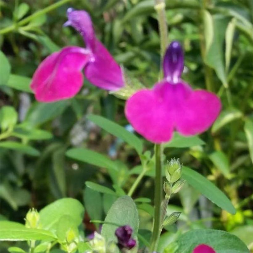 Salvia jamensis Violette de Loire Barsal - Struiksalie (Bloei)