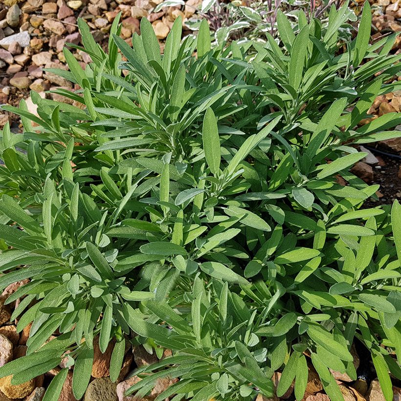Salvia lavandulifolia - Spaanse salie (Groeiplaats)