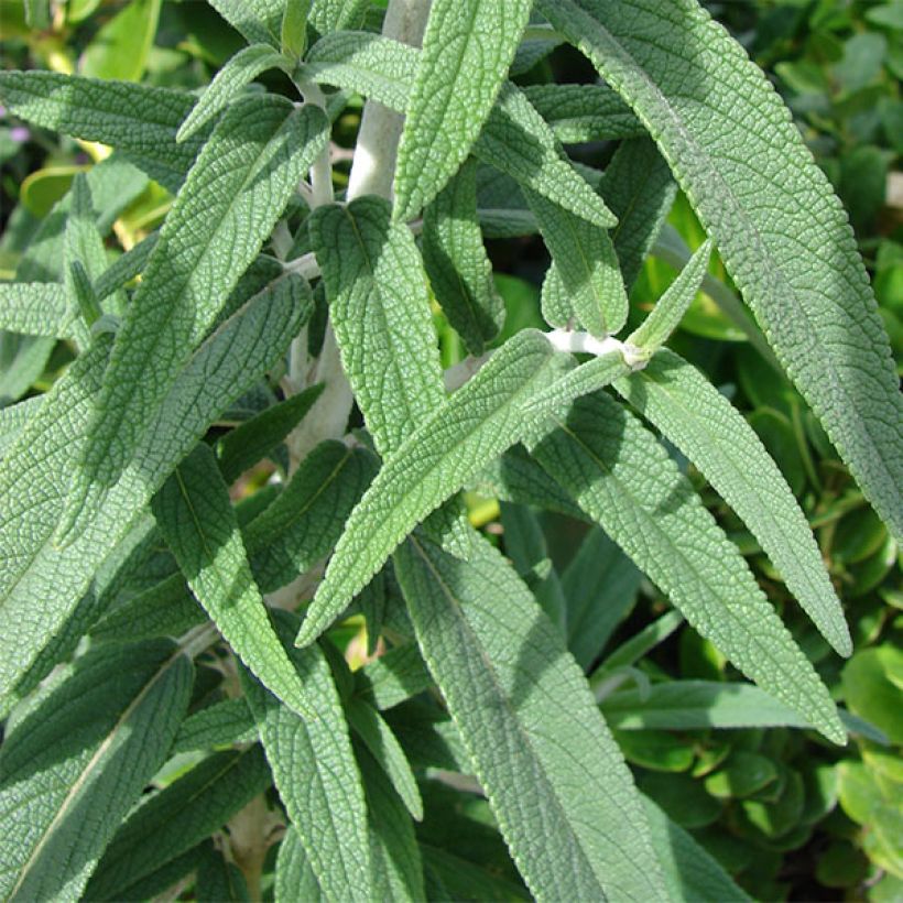 Salvia leucantha - Mexicaanse salie (Blad)