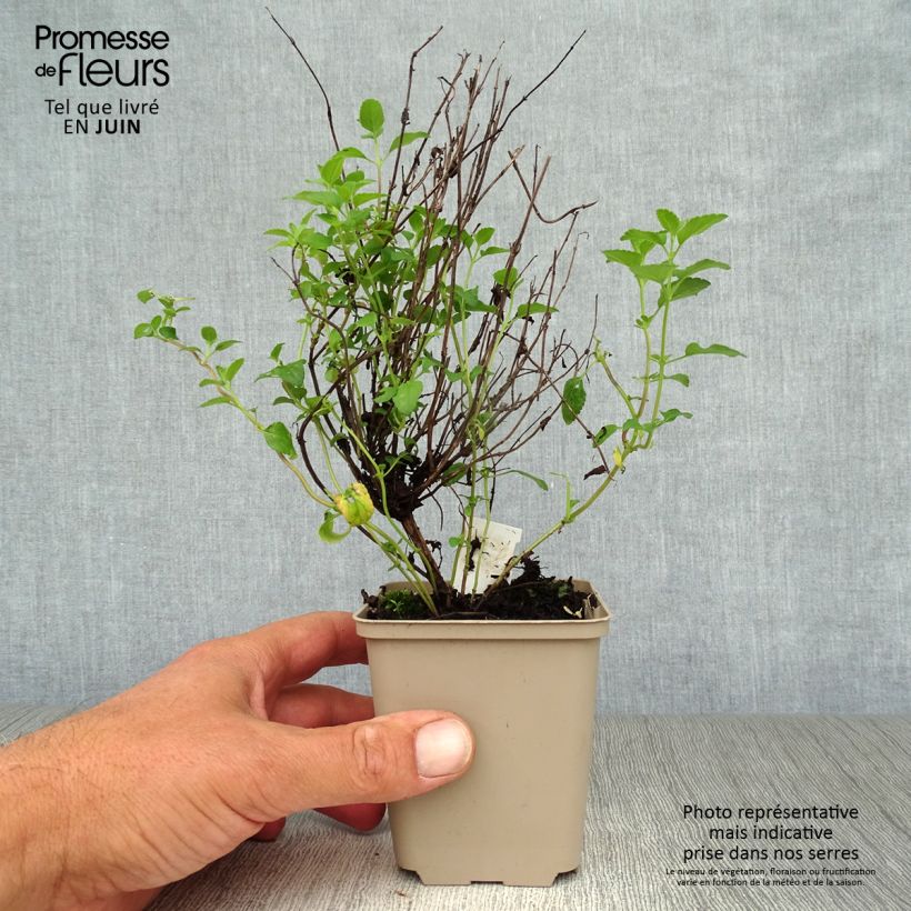 Exemplaar van Salvia microphylla Little Kiss - Struiksalie Kweekpotje van 8/9 cm zoals geleverd in de zomer